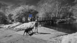Dogs To the Ford