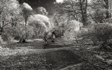 A Walk in Sheringham Park