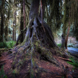 Hoh Rainforest