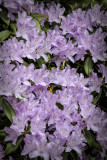 39.  Azaleas blooming in the Portland Rose Garden.