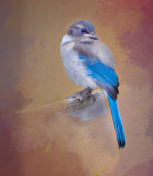 Young Blue Jay.jpg