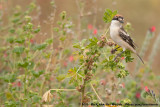 Woodchat ShrikeLanius senator ssp.