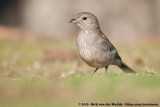 Grey Shrikethrush<br><i>Colluricincla harmonica harmonica</i>