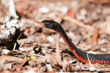 Red-Bellied Black Snake<br><i>Pseudechis porphyriacus</i>