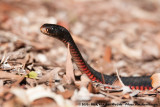 Red-Bellied Black Snake<br><i>Pseudechis porphyriacus</i>