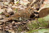 Bassian Thrush<br><i>Zoothera lunulata lunulata</i>