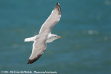 Yellow-Legged Gull<br><i>Larus michahellis michahellis</i>