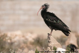 Northern Bald Ibis<br><i>Geronticus eremita</i>