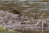 Murray River Turtle<br><i>Emydura macquarii</i>