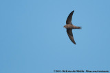 Pallid SwiftApus pallidus brehmorum