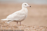 Glaucous Gull<br><i>Larus hyperboreus hyperboreus</i>