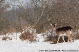 Fallow Deer<br><i>Dama dama</i>