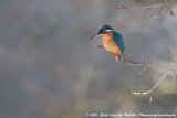 Common Kingfisher<br><i>Alcedo atthis ispida</i>