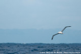 Antipodean Albatross<br><i>Diomedea antipodensis ssp.</i>