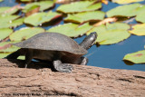 Murray River Turtle<br><i>Emydura macquarii macquarii</i>