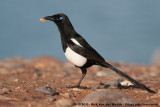 Maghreb Magpie<br><i>Pica mauritanica</i>