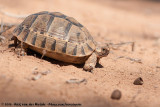 Mediterranean Spur-Tighed Tortoise<br><i>Testudo graeca soussensis</i>