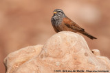 House Bunting<br><i>Emberiza sahari sahari</i>