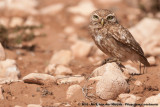 Little Owl<br><i>Athene noctua saharae</i>