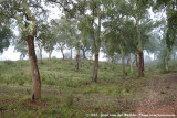 Cork Oak Forest