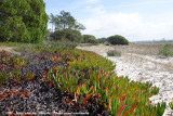 Xerophytes along the Santo Andres shoreline