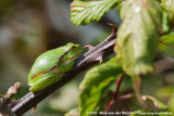 Iberian Tree Frog<br><i>Hyla molleri</i>