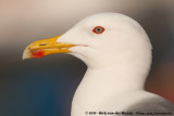 Yellow-Legged Gull<br><i>Larus michahellis michahellis</i>