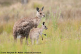Kangaroos and Wallabies  (Kangoeroes en Wallabies)