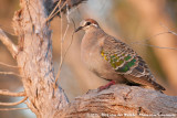 Common Bronzewing<br><i>Phaps chalcoptera</i>