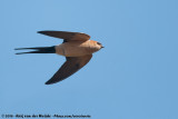 Red-Rumped Swallow<br><i>Cecropis daurica rufula</i>