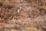 Eurasian Stone-Curlew<br><i>Burhinus oedicnemus saharae</i>