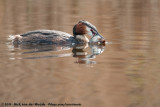 Great Crested Grebe<br><i>Podiceps cristatus cristatus</i>