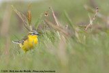 Hybride Yellow x Blue-Headed Wagtail<br><i>Motacilla flava flava x Motacilla flava flavissima</i>