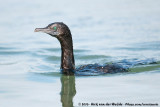 Little Black Cormorant<br><i>Phalacrocorax sulcirostris</i>