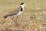 Masked Lapwing<br><i>Vanellus miles novaehollandiae</i>