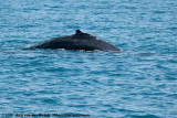 Humpback Whale&#60;br&#62;&#60;i&#62;Megaptera novaeangliae&#60;/i&#62;