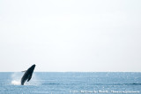 Humpback Whale<br><i>Megaptera novaeangliae</i>