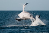Humpback Whale<br><i>Megaptera novaeangliae</i>