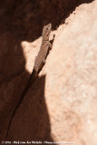 Anti-Atlas Day Gecko<br><i>Quedenfeldtia moerens</i>
