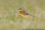 Western Yellow Wagtail (Gele Kwikstaart)