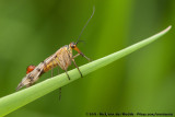Scorpion Fly<br><i>Panorpa vulgaris</i>