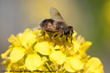 Drone Fly<br><i>Eristalis tenax</i>