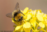 Early Bumblebee<br><i>Bombus pratorum pratorum </i>