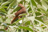Brown Cuckoo-Dove<br><i>Macropygia phasianella phasianella</i>