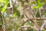 Australasian Figbird<br><i>Sphecotheres vieilloti vieilloti</i>