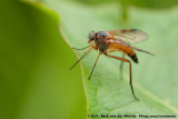 Golden Snipe Fly<br><i>Rhagio immaculatus</i>