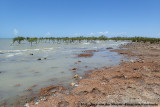 Mangroves of Clairview