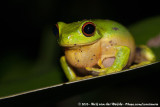 Red-Eyed Tree Frog<br><i>Ranoidea chloris</i>