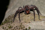 Brown Huntsman Spider<br><i>Heteropoda sp. jugulans group</i>