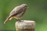 Black Redstart<br><i>Phoenicurus ochruros gibraltariensis</i>